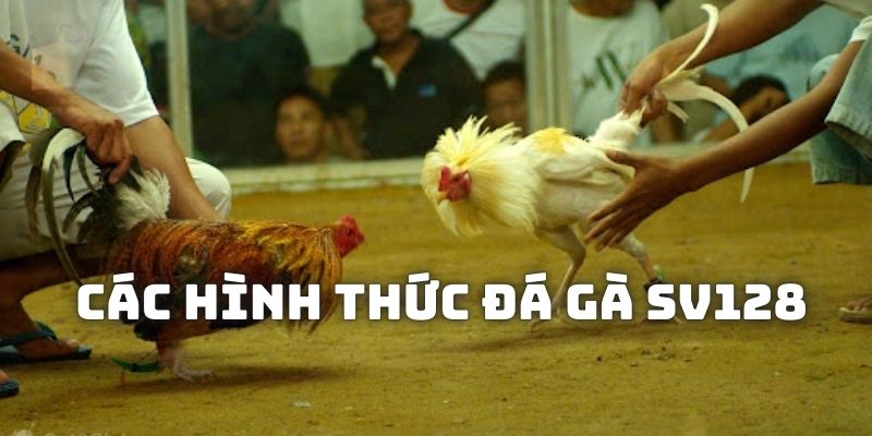  Những hình thức đá gà SV128 phổ biến nhất 