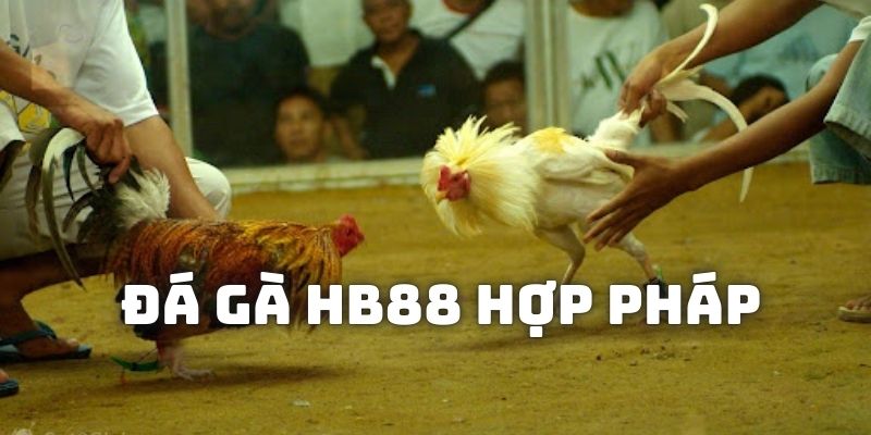 Chơi cá cược đá gà HB88 hợp pháp