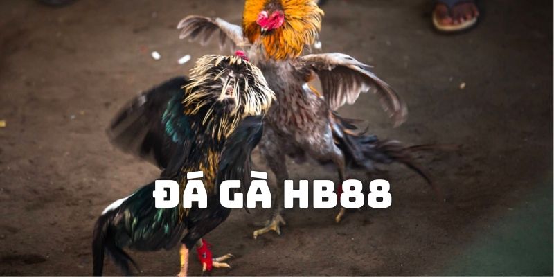 Giới thiệu đá gà HB88