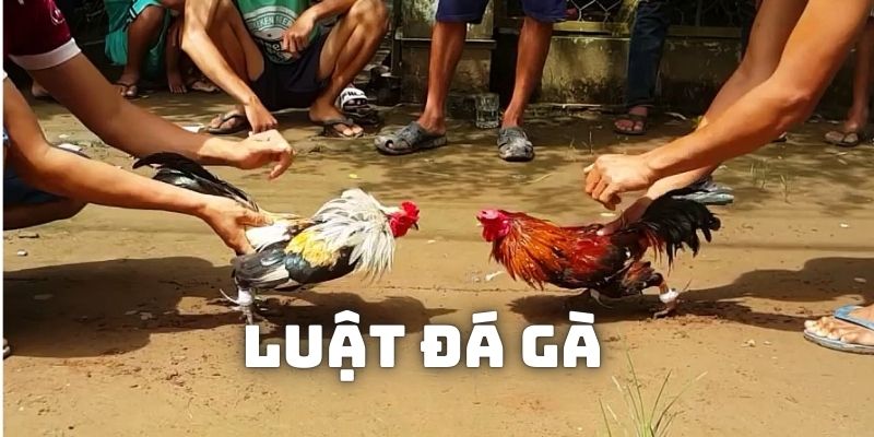 Tìm hiểu về luật chọi kê để tham gia cá cược kiếm thưởng