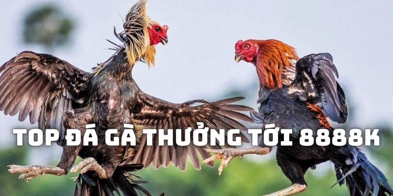 Top Đá Gà Thưởng Tới 8888K