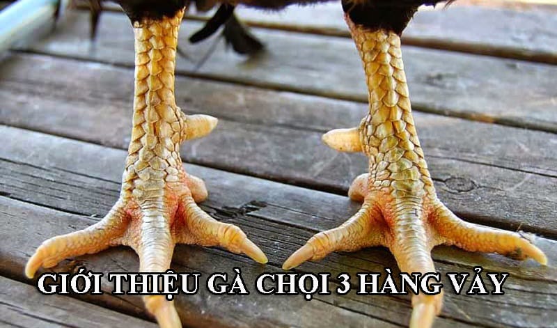 Gà 3 Hàng Vảy